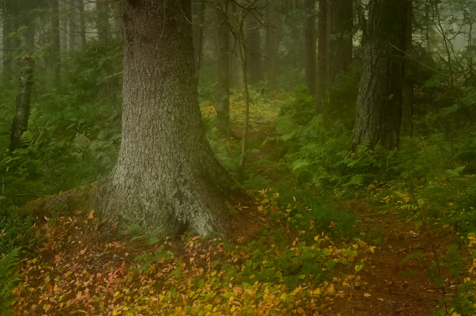 Johan molntrasket1.9.25 2